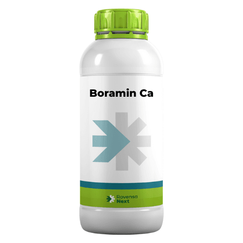 Boramin Ca صفحه اصلی